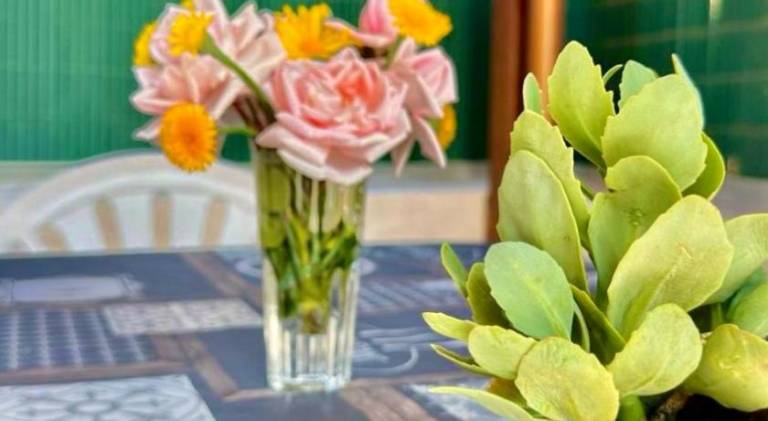 Rental apartment | Pets are welcome in Pomezia