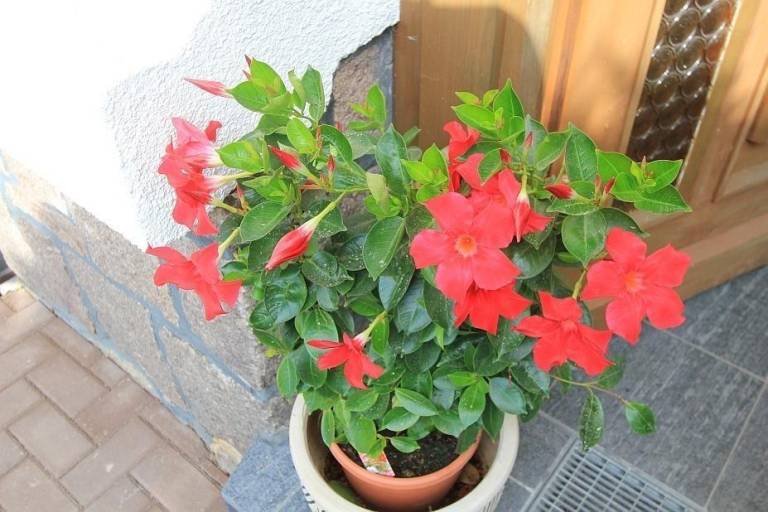 foto32