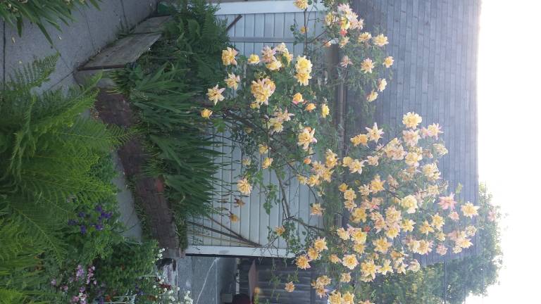 House  Bellingham