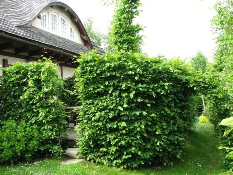House with terrace, barbecue & yard | Nature view — photo 5
