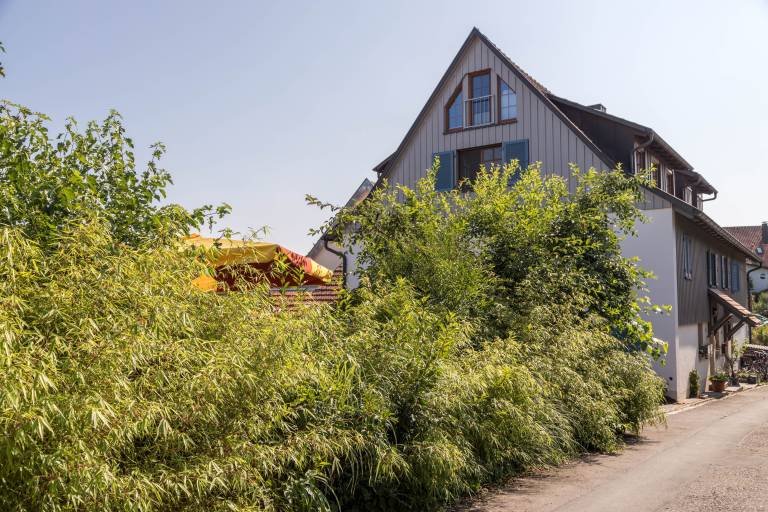 Holiday apartment with patio & yard | Garden view in Konstanz