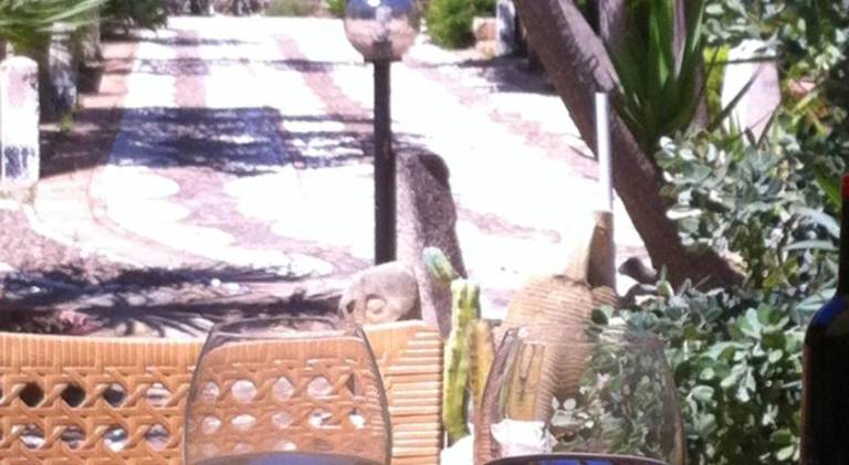 Nice house | Pets are welcome — photo 5