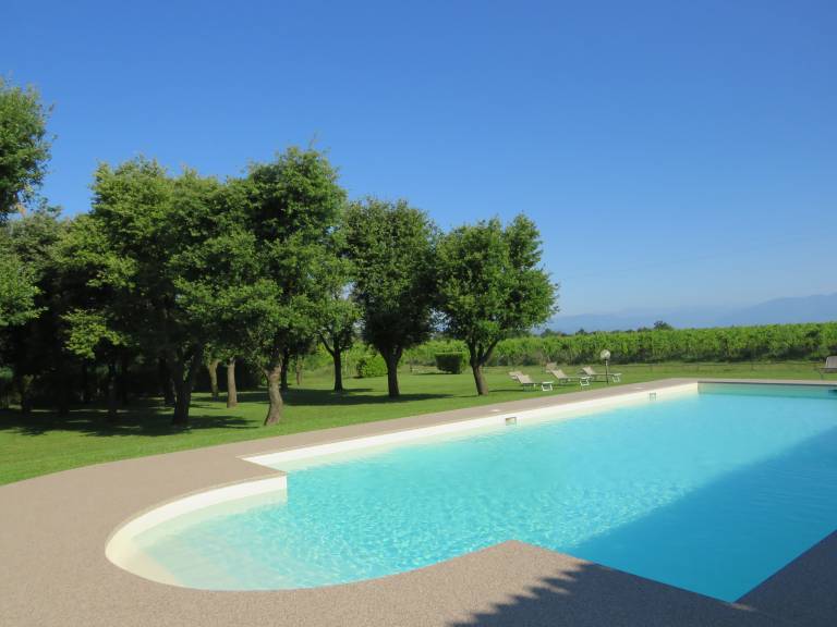 Borgo San Donino: ULIVO NOCCIOLO — photo 3
