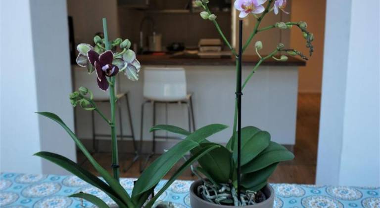 Apartment with 1 room for 5 persons — photo 4