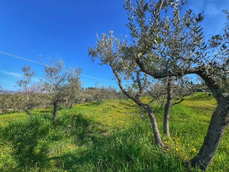 foto46