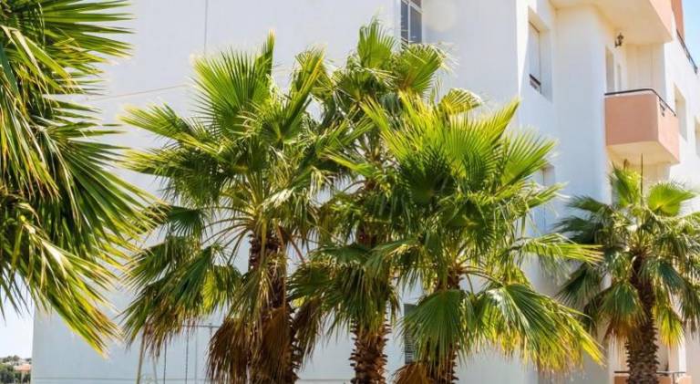 Rental apartment with pool in Tangier