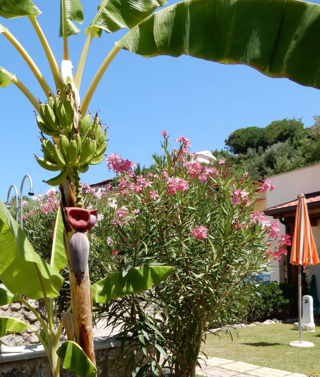 House with barbeque & garden | Garden view — photo 4
