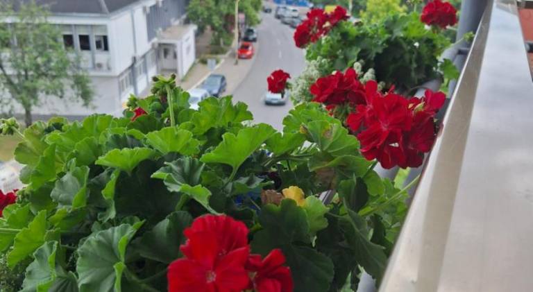 foto45