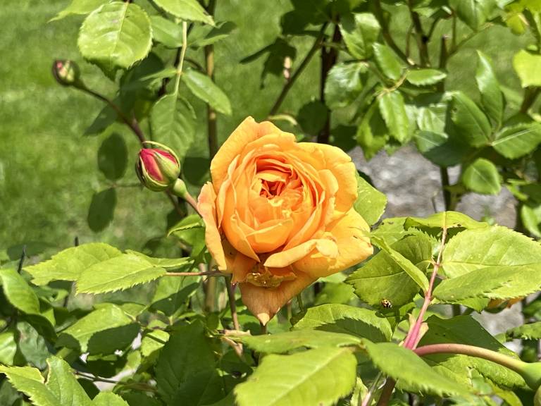 foto28
