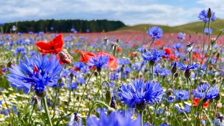 Ferienwohnung  Ralswiek