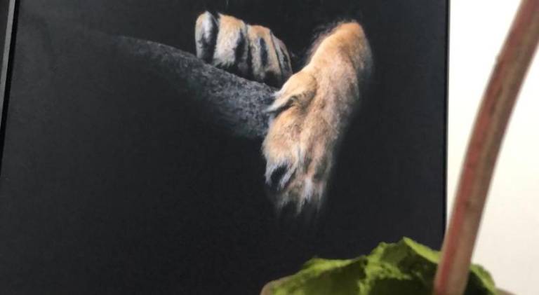 foto11