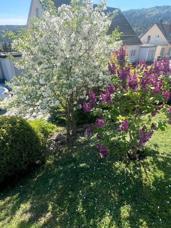 foto21
