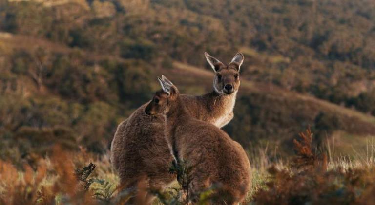 Resort Fleurieu Peninsula