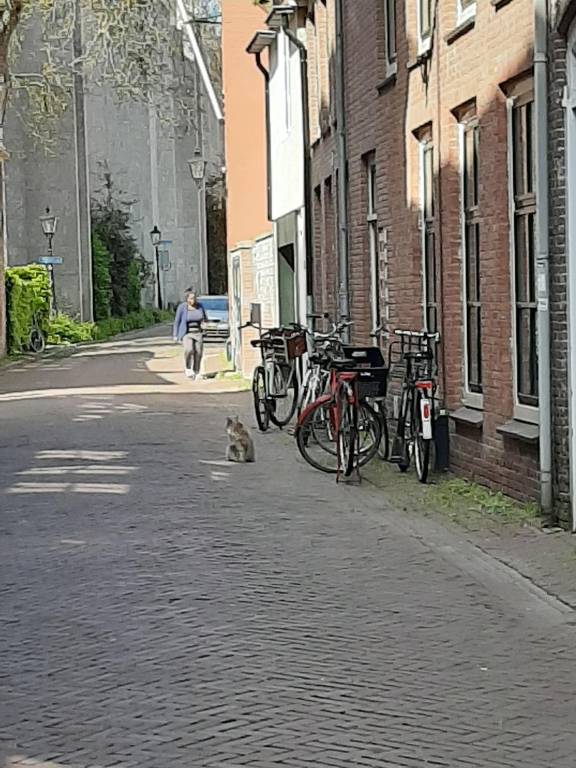 Appartement  Zwolle