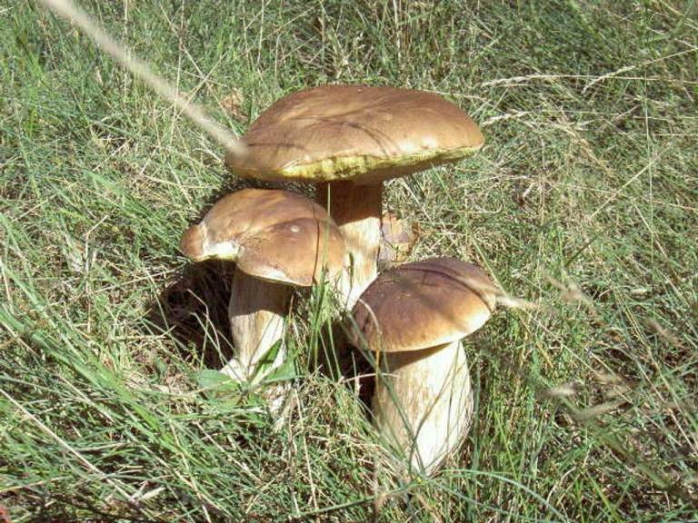foto12