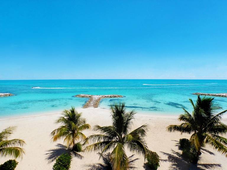 House Palm Cay
