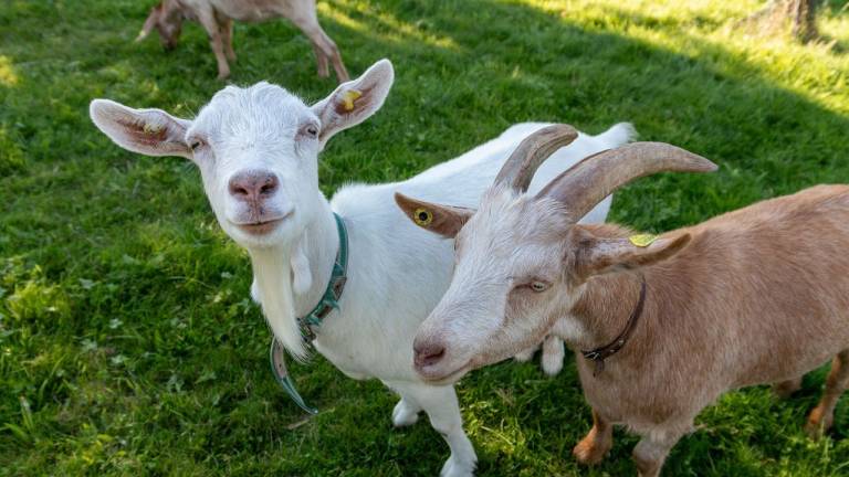 Ferienwohnung Großer Brombachsee