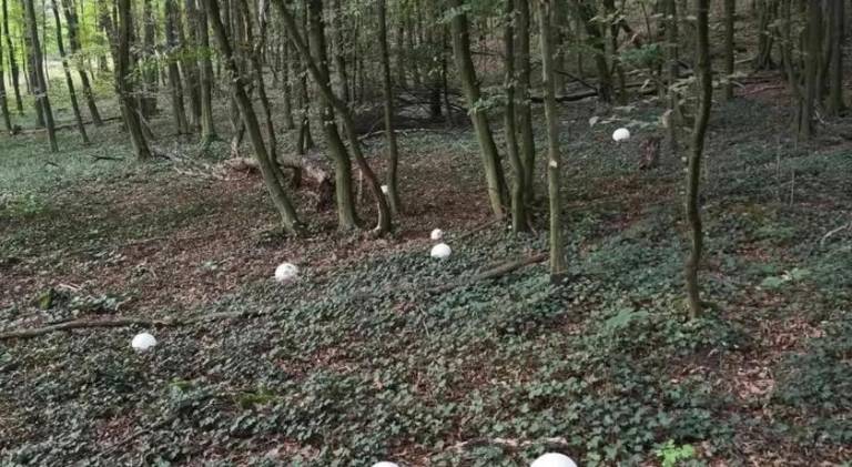 foto39
