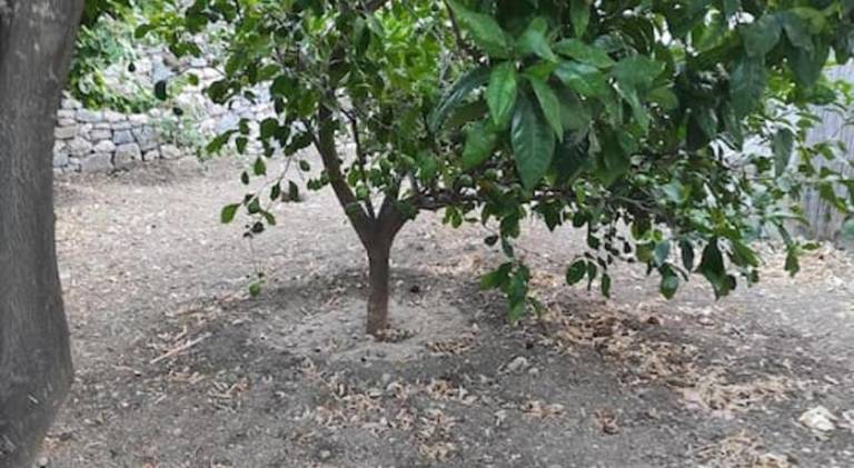 foto40
