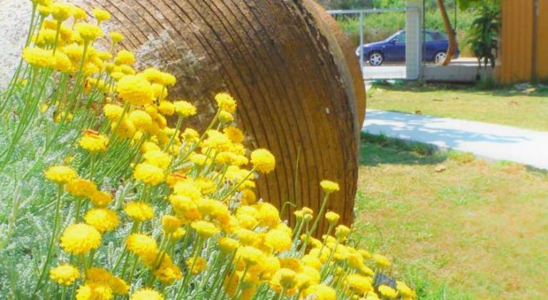 Port Rooms Pet Friendly in Thasos