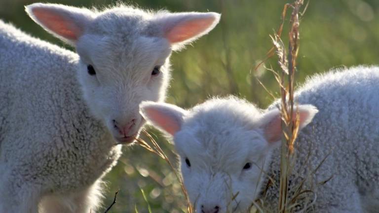 Ferienwohnung Tetenbüll