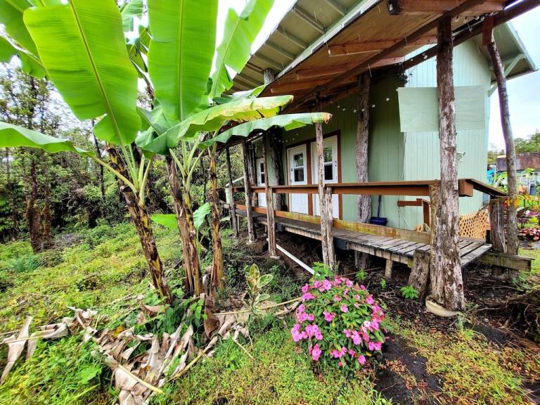 Cabin Fern Forest