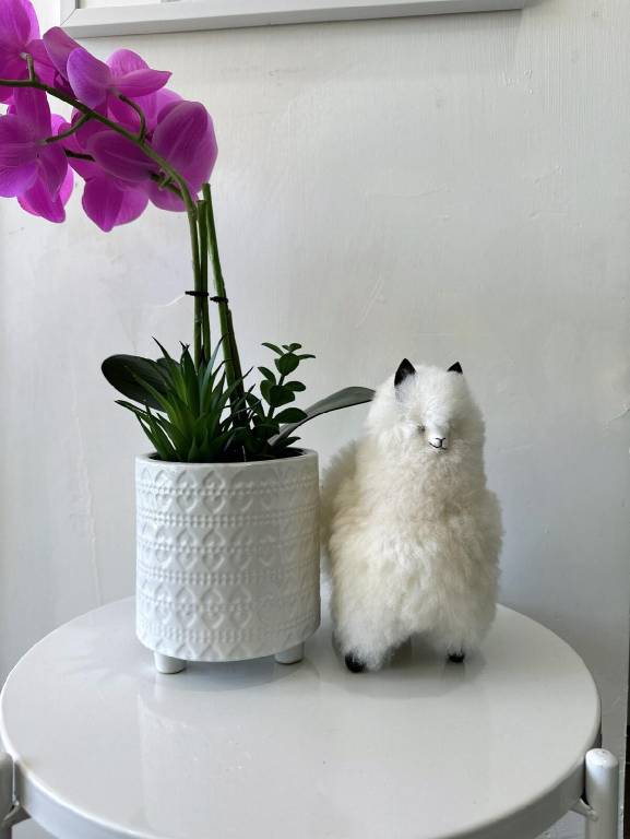 foto43