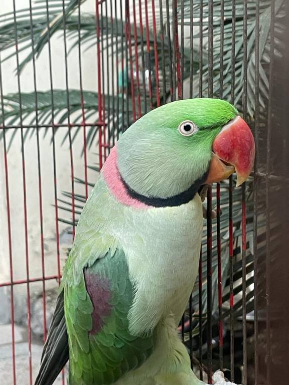 foto41