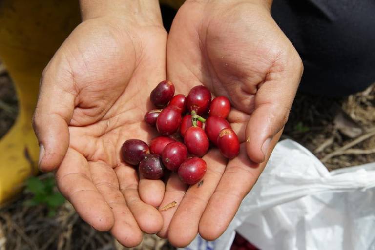 El Cafecito Quito — photo 4
