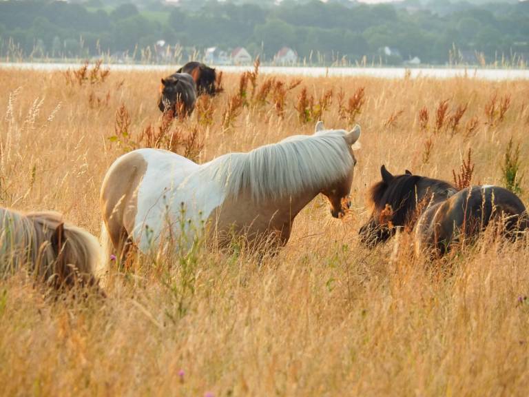 Children-friendly farm with barbecue, yard & terrace | Nature view | Beach nearby | Pets are welcome — photo 3