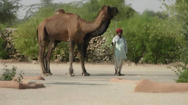Bishnoi Village Camp and Resort — photo 2