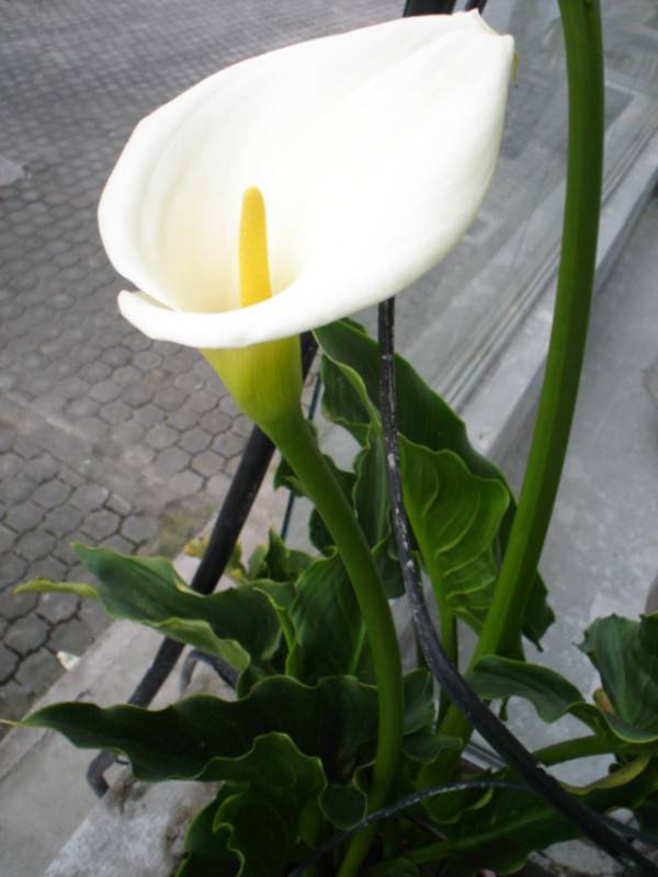 foto5