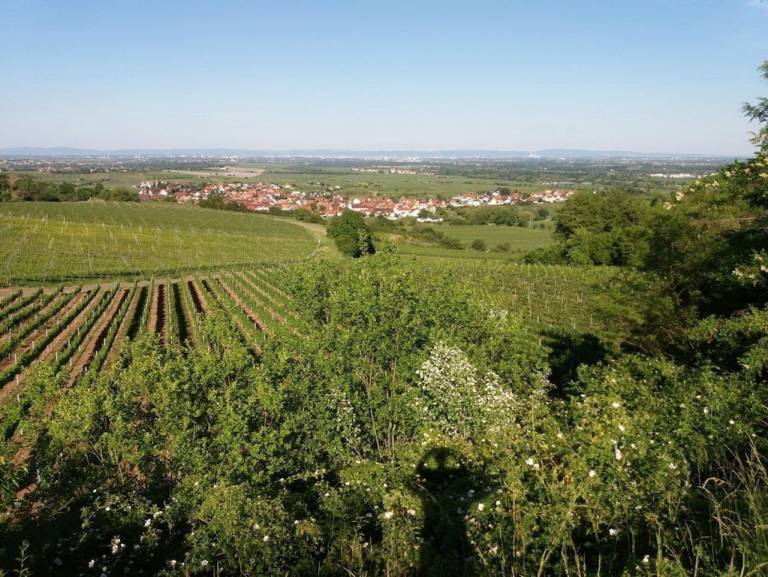 Ferienwohnung Kallstadt