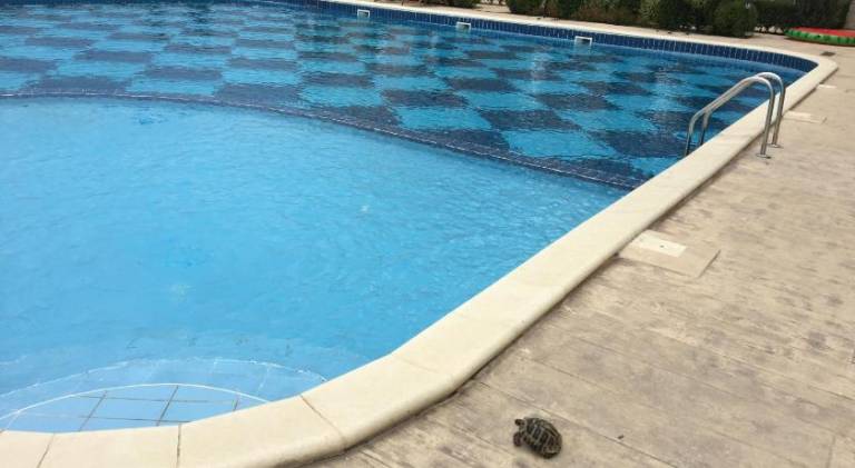 Apartment with pool | Next to the beach | Pets are welcome — photo 5