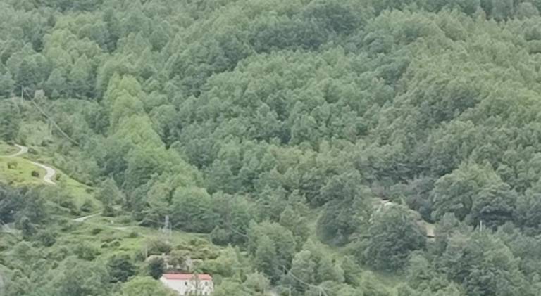 House with garden — photo 5