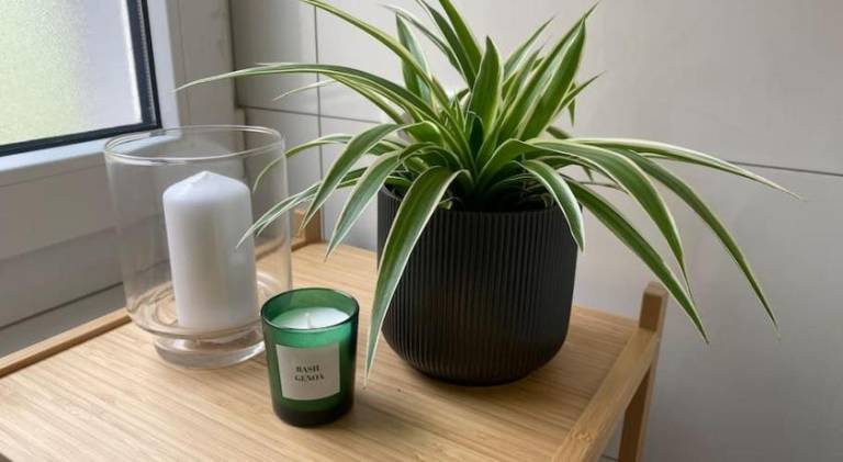 Rental apartment | Next to Würzburg Residence | Pets are welcome — photo 4