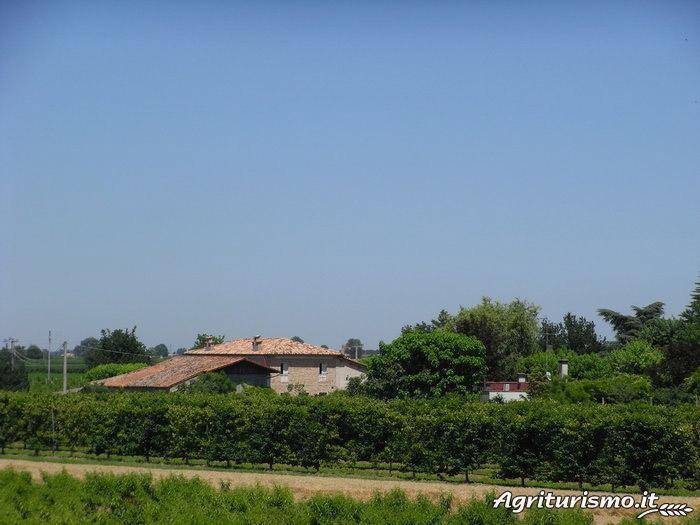 Il contadino telamone: Nonni — photo 3