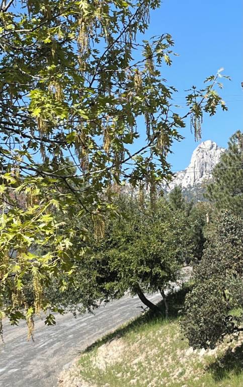 House Idyllwild-Pine Cove