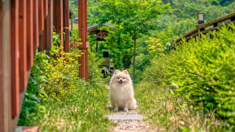 Gapyeong Swimteo Pet Pension