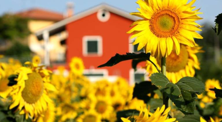 B&b DOREMI in Osimo
