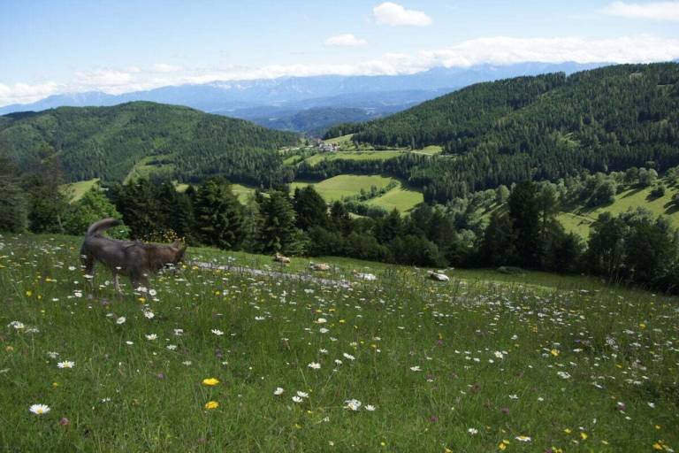 foto1