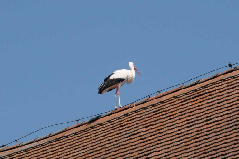 Ferienhof Winkler (Merkendorf) — photo 3