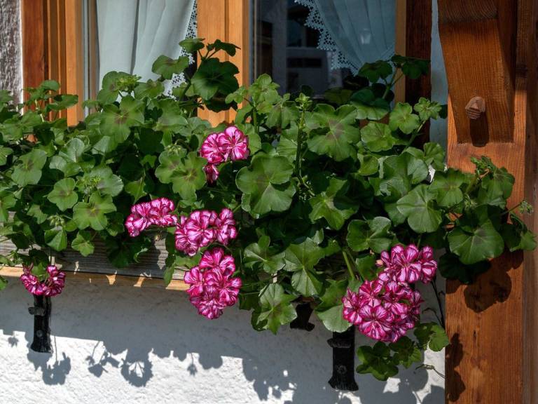 foto29