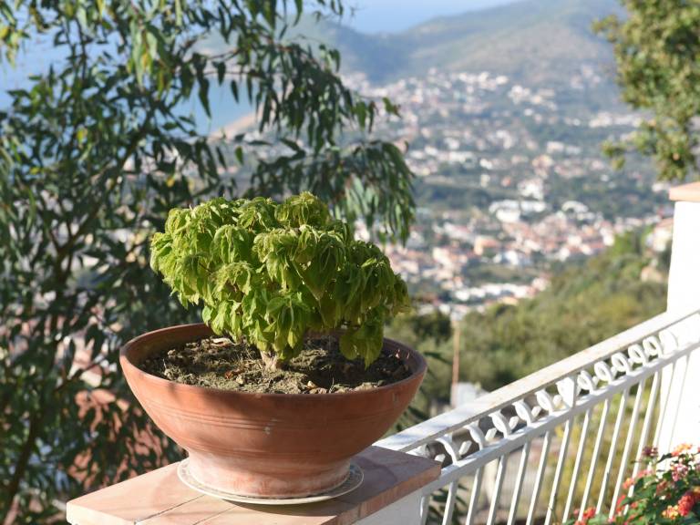 Apartment with terrace — photo 3