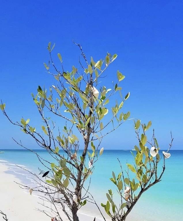 Cottage  Clearwater Beach