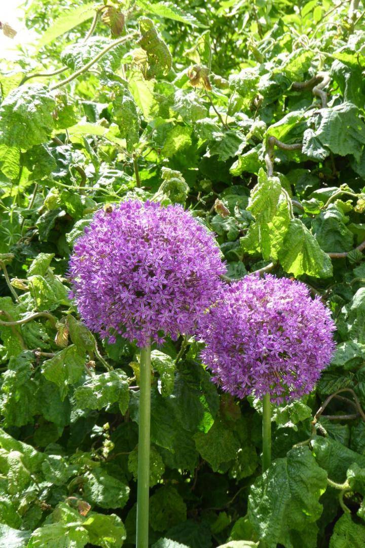 foto34