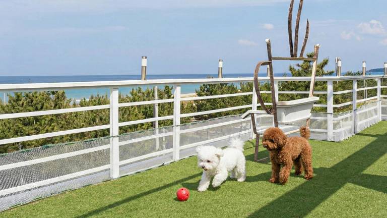 Yangyang Bono Pet friendly Pension