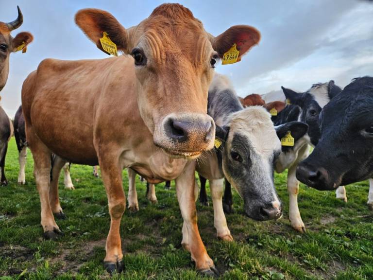 Ferienwohnung Bad Grönenbach