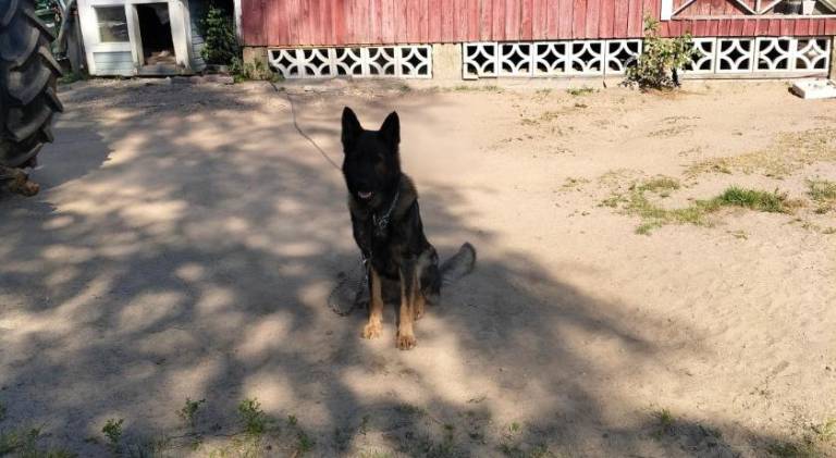 Farm | Pets allowed — photo 4