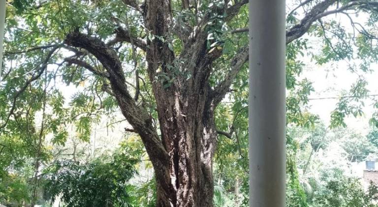 Kon Tree Shade in Dambulla
